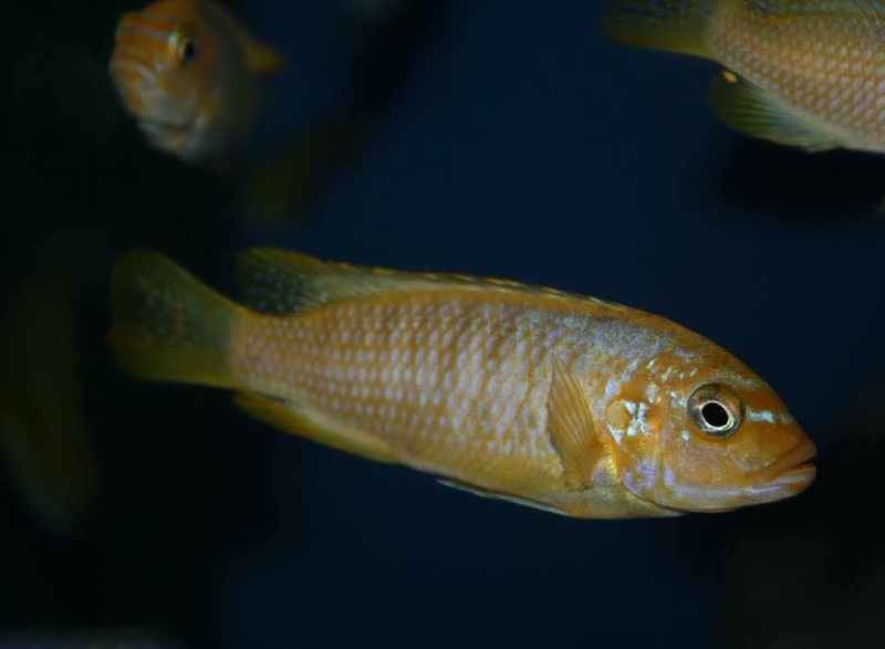 Maylandia sp. 'msobo heteropictus' Thumbi Point